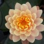 Nymphaea Mangkala Ubol Water Lily Pond FJ