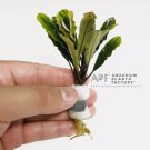 Bucephalandra sp. Green FJ