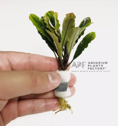 Bucephalandra sp. Green FJ