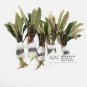 Bucephalandra sp. Green FJ