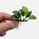 Anubias Paxing FJ
