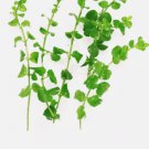 Creeping Jenny FJ