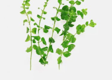 Creeping Jenny FJ