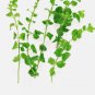 Creeping Jenny FJ