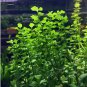 Creeping Jenny FJ