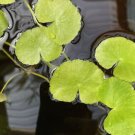Hydrocotyle Leucocephala FJ