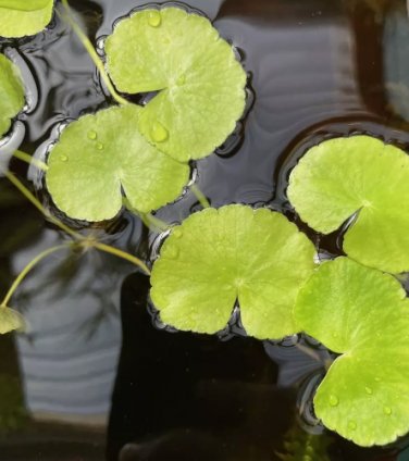 Hydrocotyle Leucocephala FJ
