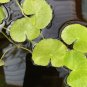 Hydrocotyle Leucocephala FJ