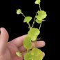 Hydrocotyle Leucocephala FJ