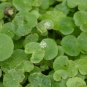Hydrocotyle Leucocephala FJ