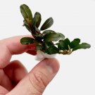 Bucephalandra Kedagang Mini FJ