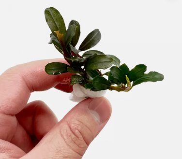 Bucephalandra Kedagang Mini FJ