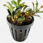 Bucephalandra Kedagang Mini FJ