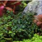 Bucephalandra Kedagang Mini FJ