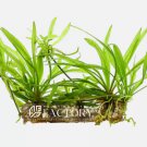 Helanthium Bolivianum Tissue Culture FJ