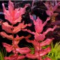 Rotala Macrandra Mini FJ