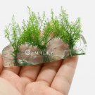 Myriophyllum Aquaticum (Parrot's Feather) Tissue Culture FJ