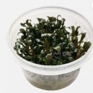 Bucephalandra Deep Purple Tissue Culture FJ