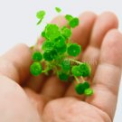 Hydrocotyle Verticillata 'Small Size' FJ