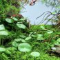 Hydrocotyle Verticillata 'Small Size' FJ