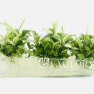 Bucephalandra White Marble Tissue Culture FJ