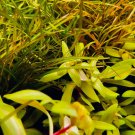 Slender Pondweed (Potamogeton Gayi) FJ