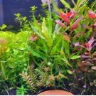 Hygrophila Salicifolia Purple FJ