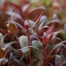 Alternanthera Lilacina FJ
