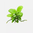 Anubias Golden [Mini Size] FJ