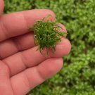 Cryptocoryne Parva Mini Tissue Culture FJ