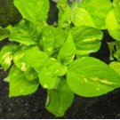 Hygrophila Corymbosa 'Variegated' FJ