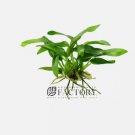 Anubias Minima [Mini Size] FJ