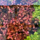 Ludwigia Super Red FJ