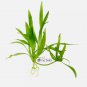 Helanthium Quadricostatus (Broad Leaf Chain Sword) FJ