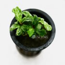 Bucephalandra White Marble FJ