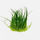 Eleocharis Acicularis Dwarf Hairgrass FJ