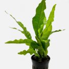 Java Fern Latifolius FJ