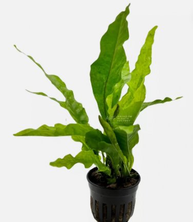 Java Fern Latifolius FJ
