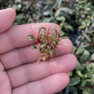 Bucephalandra Red Phantom FJ