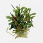 Bucephalandra Red Phantom FJ
