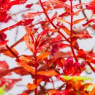 Rotala Macrandra Mini Butterfly Tissue Culture FJ