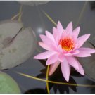 Nymphaea Pimkan FJ