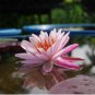 Nymphaea Pimkan FJ