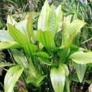 Echinodorus Horizontalis FJ