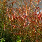 Ludwigia Arcuata Narrow Leaf Repens FJ