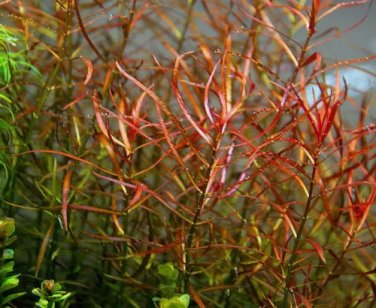 Ludwigia Arcuata Narrow Leaf Repens FJ