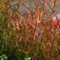 Ludwigia Arcuata Narrow Leaf Repens FJ