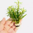 Rotala Red Cross FJ