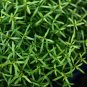 Rotala Red Cross FJ