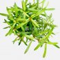 Rotala Red Cross FJ